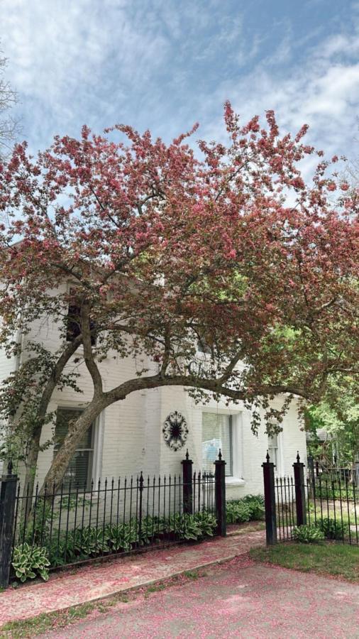 The Ginkgo Tree Mount Pleasant Exterior foto